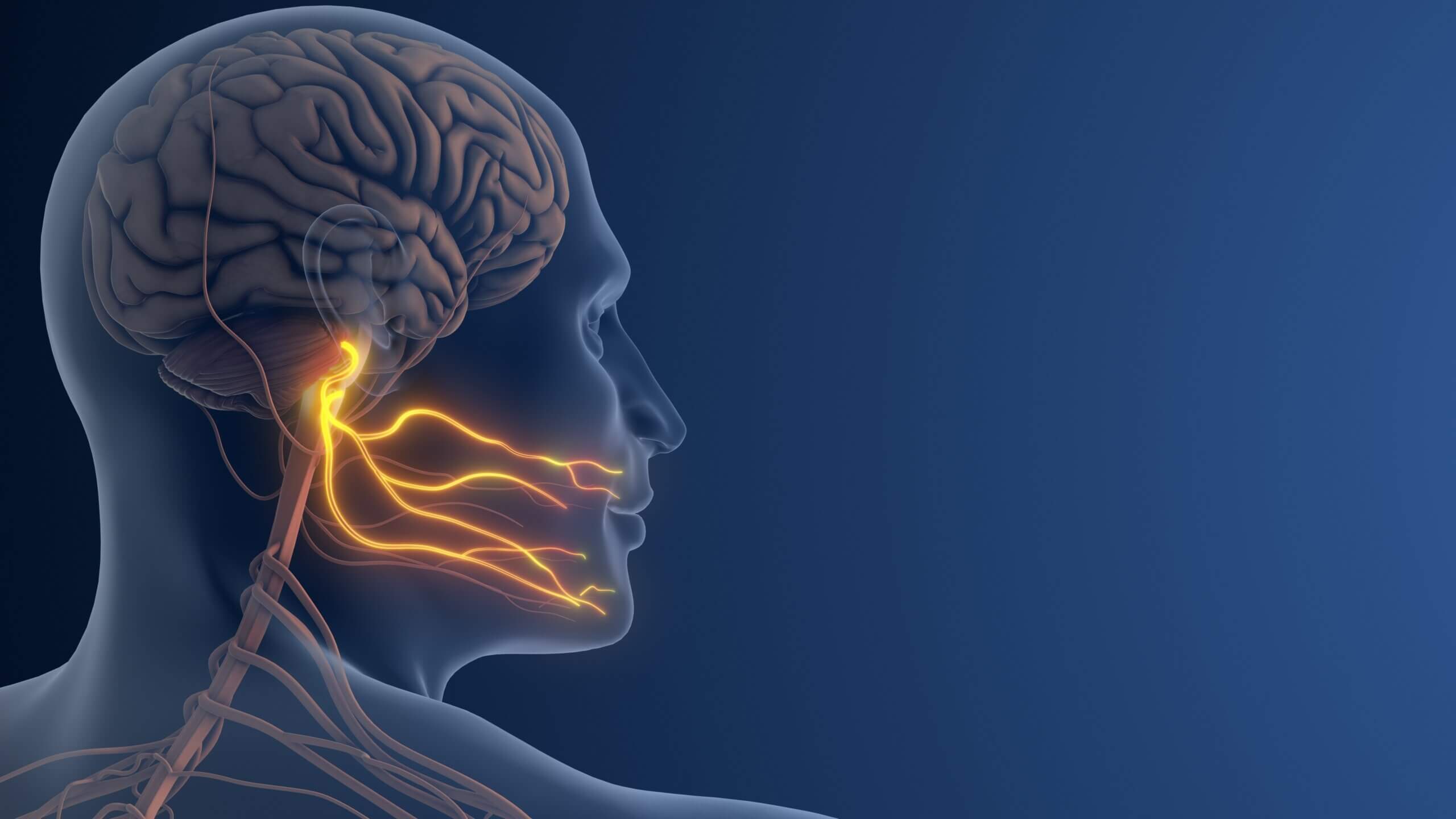 Illustrated see-through image of a human head with the trgeminal nerve glowing orange